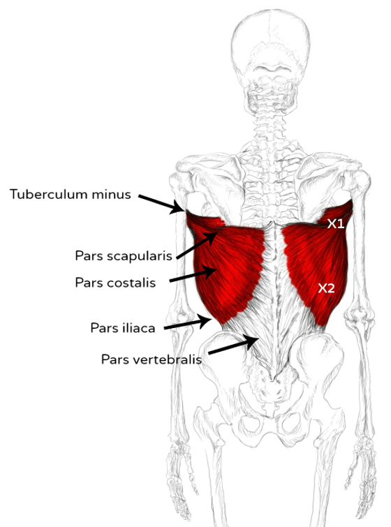 M. Latissimus dorsi Schmerzen und Triggerpunkte selbst behandeln