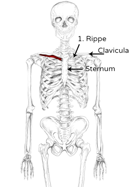 M. Subclavius Schmerzen & Triggerpunkte