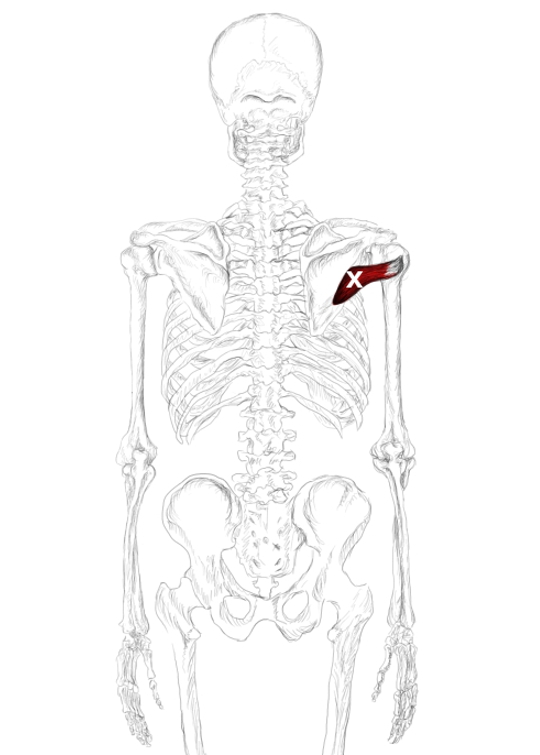 M. Teres minor Schmerzen & Triggerpunkte