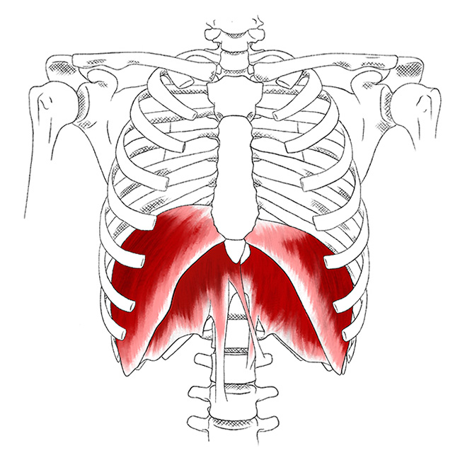 Diaphragma Zwerchfell Schmerzen Und Triggerpunkte Selbst Behandeln Diaphragma Zwerchfell Schmerzen Und Triggerpunkte Selbst Behandeln